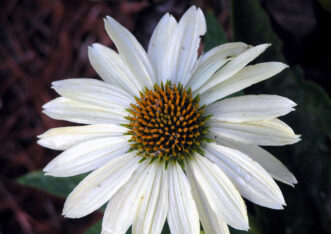 Echinacea ‘White Swan’