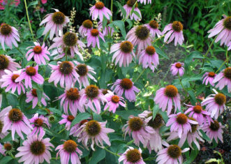 Echinacea purpurea in a landscape bed