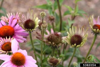 Echinacea with early symptoms of Aster yellows infection