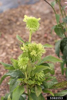 Echinacea with severe symptoms of Aster yellows infection