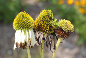 Normal coneflower on the left with two coneflowers on the right infested with Eriophyid mites.