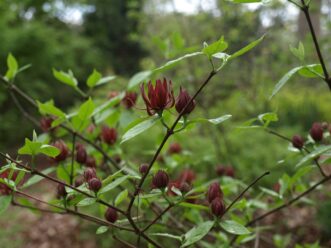 The native sweetshrub (Calycanthus floridus) blooms in spring. 