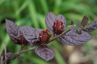 'Burgundy Spice' (Calycanthus floridus var purpureus 'Burgundy Spice') has deep burgundy-purple foliage.