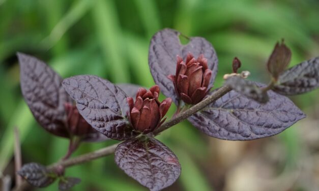 Sweetshrub