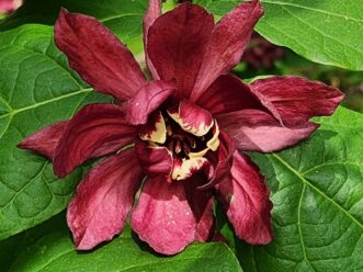 Calycanthus 'Hartlage Wine' sweet shrub has 3-inch, slightly fragrant flowers.