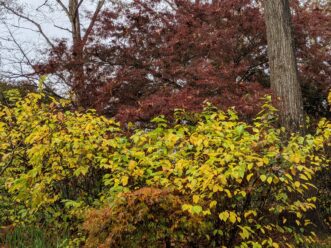 In the fall, the foliage turns to golden-yellow.
