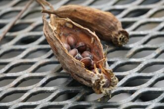 Ripe seed pods are filled with seeds.