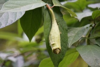 The immature sweetshrub seed pod will turn brown when ripe.