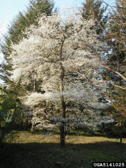 Amelanchier canadensis