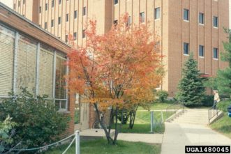 Amelanchier laevis in fall color