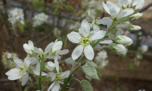 Serviceberry