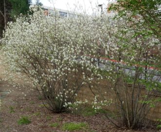 Close-up of the showy white flowers of ‘Autumn Brilliance’ Amelanchier x grandiflora .