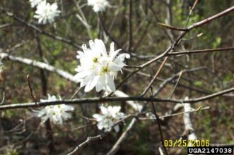 Flowers of Amelanchier arborea