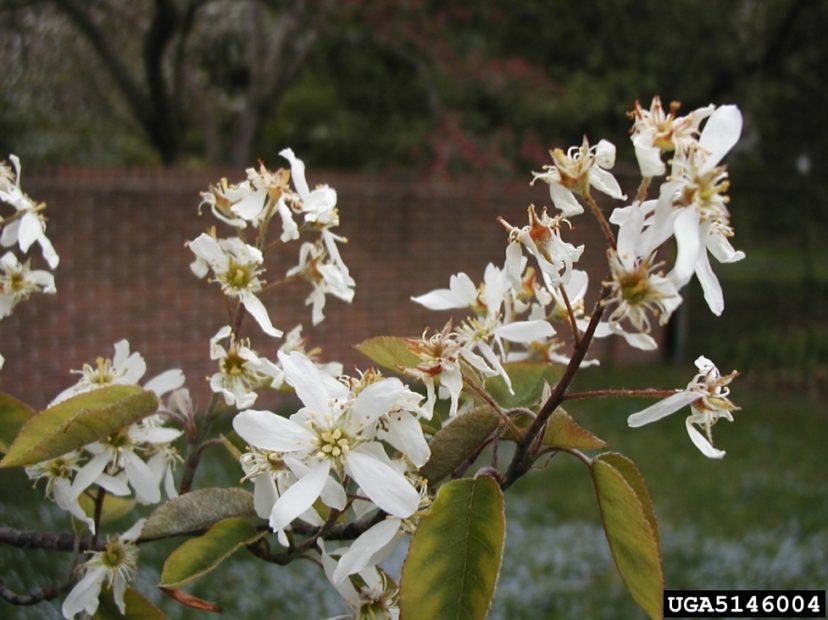 Flowers of Amelanchier x grandiflora ‘Princess Diana’