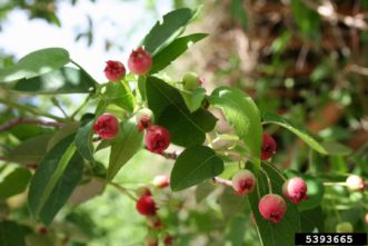 Fruit of Amelanchier laevis