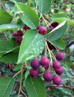 The round, bluish-purple fruit of ‘Autumn Brilliance’ are extremely flavorful.