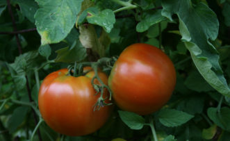 Although they still have a little green, these tomatoes are ready to be harvested. Finish ripening them at room temperature. Cory Tanner, ©2010 Clemson Extension