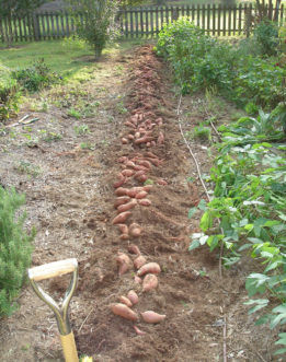 Freshly dug sweet potatoes need to be cured before eating or storing. Cory Tanner, ©2010 Clemson Extension