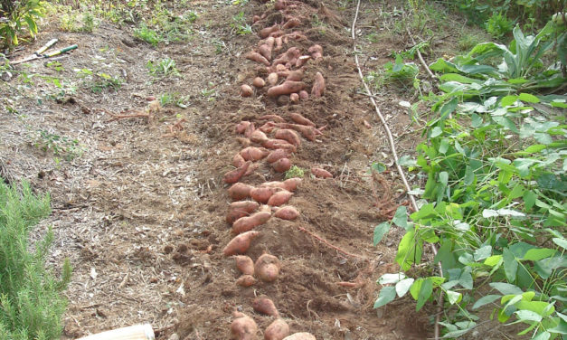 Irish Potato & Sweetpotato Diseases