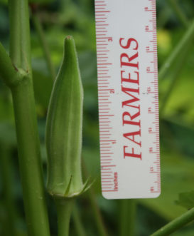 Okra pods are best when picked at 2 to 3 inches long. Cory Tanner, ©2010 Clemson Extension