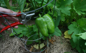 Using pruners, scissors, or a knife to harvest may be better for some plants than breaking stems by hand. Cory Tanner, ©2010 Clemson Extension