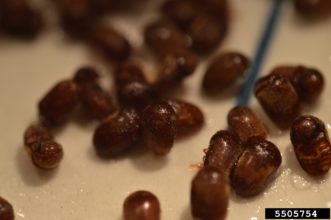 Cigarette Beetle (Lasioderma serricorne