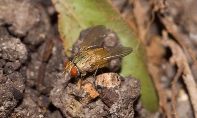 Cluster Flies