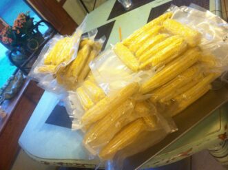 Corn on the cob ready for the freezer.