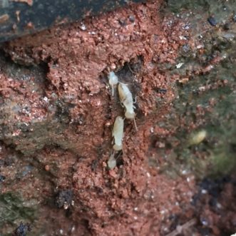 Termites moving between ground and porch post. ©️2017 Walker Massey, Clemson Extension Communications