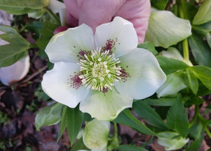 Lenten roses (Helleborus x hybridus) seedlings can have many different flower colors, patterns, and forms.