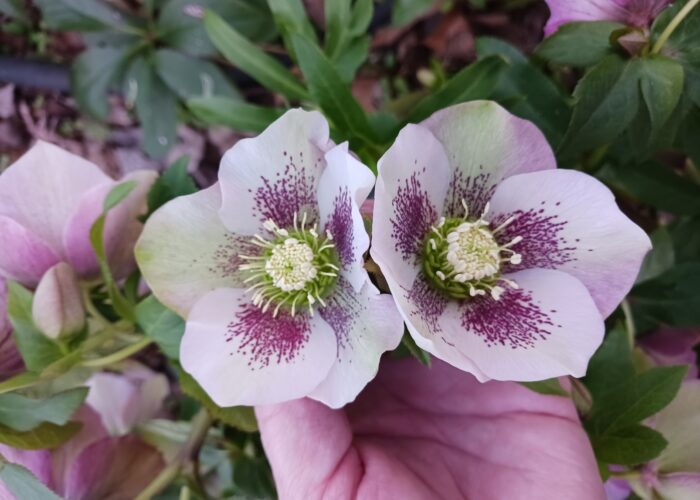 Lenten roses (Helleborus x hybridus) seedlings can have many different flower colors, patterns, and forms.