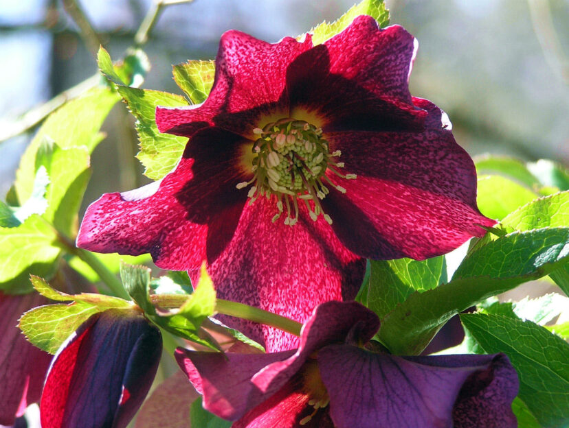 Helleborus x hybridus ‘Royal Heritage’ is a seed strain that includes plants with deep purple flowers. 