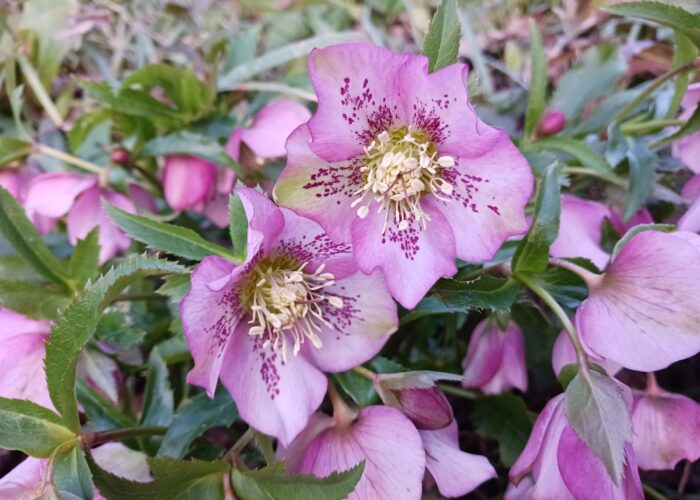 Lenten roses (Helleborus x hybridus) seedlings can have many different flower colors, patterns, and forms.