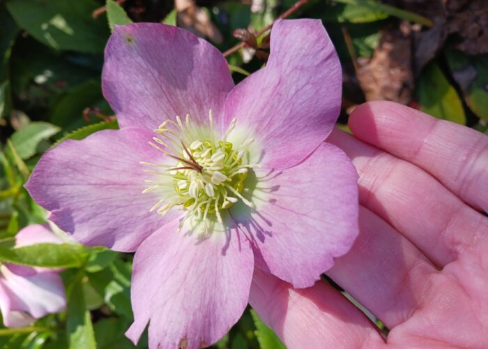 Lenten roses (Helleborus x hybridus) seedlings can have many different flower colors, patterns, and forms.