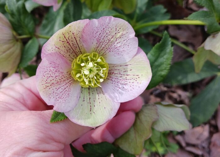 Lenten roses (Helleborus x hybridus) seedlings can have many different flower colors, patterns, and forms.