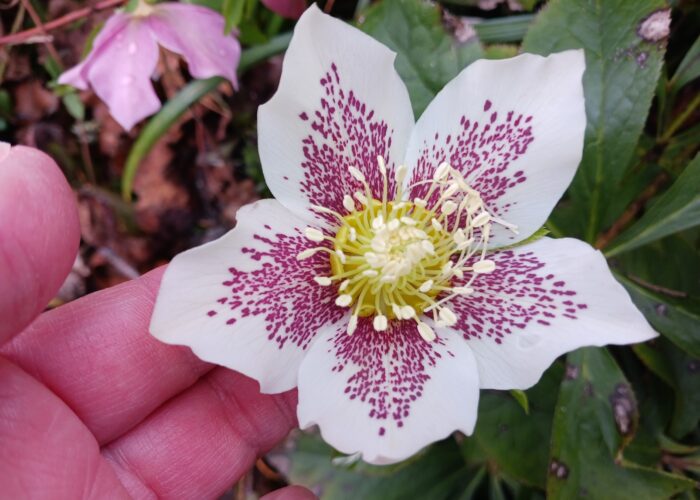 Lenten roses (Helleborus x hybridus) seedlings can have many different flower colors, patterns, and forms.
