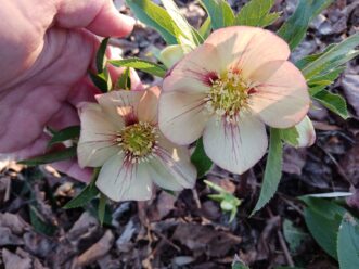 Lenten rose ‘Apricot Blush’ (Helleborus x hybridus ‘Apricot Blush’ Winter Jewels®) has peachy yellow flowers with red veining. 