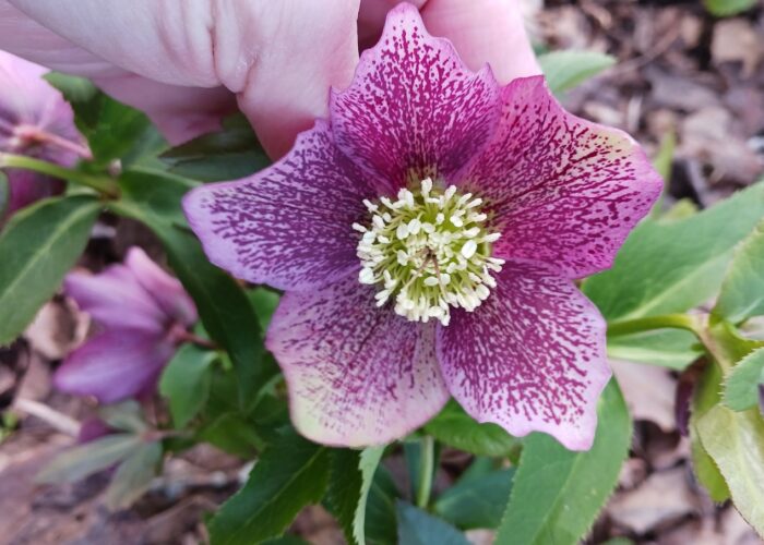 Lenten roses (Helleborus x hybridus) seedlings can have many different flower colors, patterns, and forms.