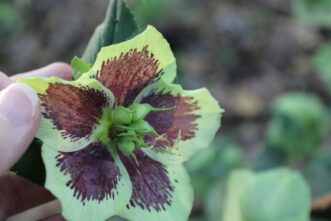 Cut back Lenten rose flowers at this stage before the seeds have formed to prevent new seedlings.