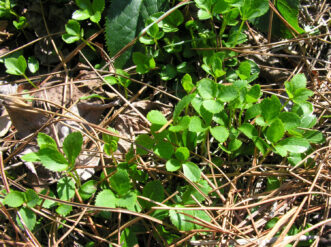 First-year seedlings appear near parent plants of Lenten rose (Helleborus x hybridus).