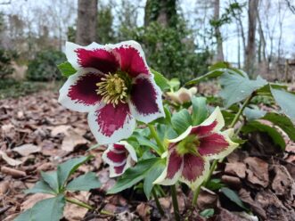 Honeymoon™ ‘Romantic Getaway’ Lenten rose (Helleborus hybridus ‘Romantic Getaway’ Honeymoon™) has flowers with a deep red center and white edge.