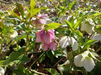 Lenten roses (Helleborus x hybridus) are an early pollen source for honeybees and native bees.