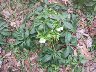 Removing the older dark green leaves allows the new leaves and flowers to be visible. These leaves were removed in January.