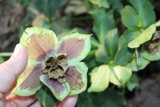 Seeds were formed and dispersed by this flower.