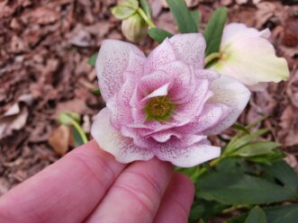 The double flowers of Lenten rose ‘Maid of Honor’ (Helleborus x hybridus ‘Maid of Honor’ Wedding Party®) are up to 3 inches across and have speckles of dark pink.