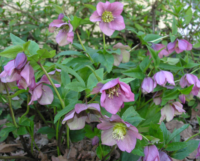 The late winter blooms of Lenten rose (Helleborus x hybridus) are a colorful addition to a shade garden.
