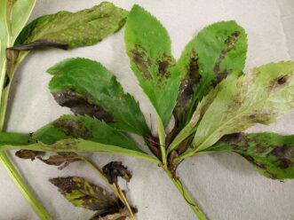 This Lenten rose has downy mildew (Peronospora pulveracea).
