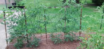 A Florida weave trellis is a great way to keep tomato plants up and off the ground.