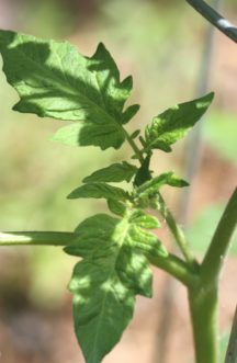 A tomato sucker shown growing between the main stem and the branch.