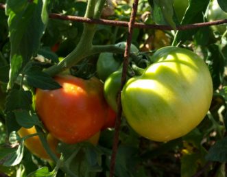 Growing tomatoes in wire cages will allow air circulation and reduces the spread of disease.